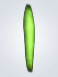 Unbranded Black Flare Jeans